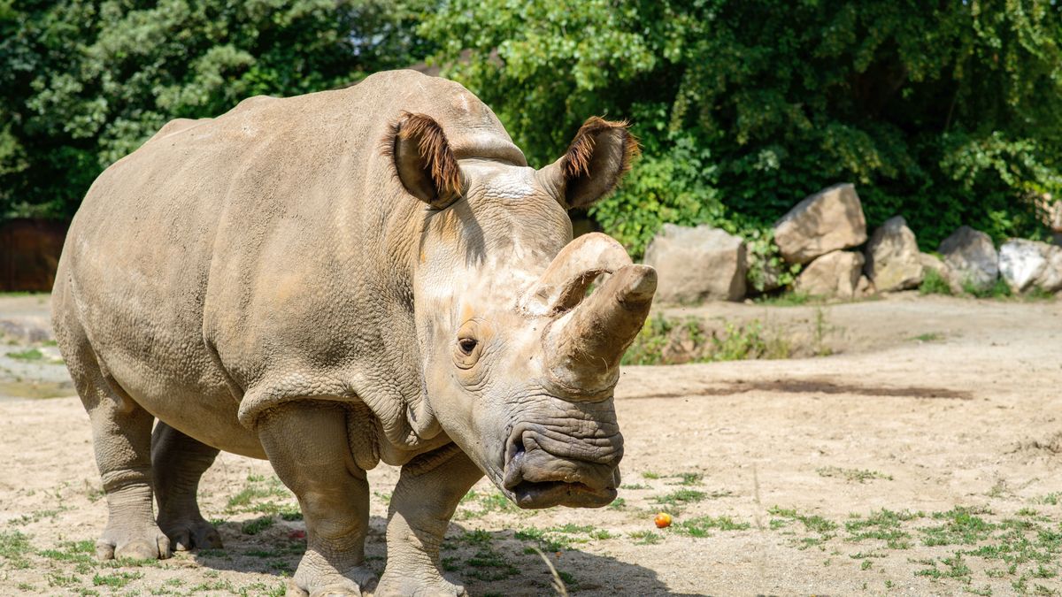 Fotky: O krok blíže k záchraně vyhynulého severního bílého nosorožce
